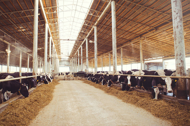 conceito de exploração de vacas da agricultura, agricultura e pecuária - um rebanho de vacas que usam feno em um celeiro em uma fazenda de laticínios
 - Foto, Imagem
