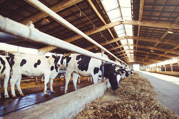 krowa gospodarstwa koncepcja rolnictwa, rolnictwo i zwierząt gospodarskich - stado krów, którzy używają siana w stodole na gospodarstwo mleczarskie - Zdjęcie, obraz