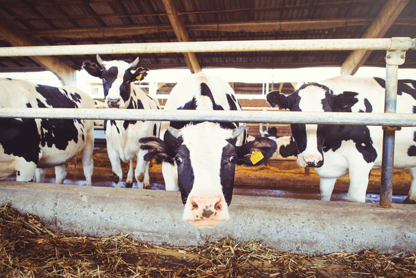 Концепция коровьего хозяйства в сельском хозяйстве, сельском хозяйстве и животноводстве - стадо коров, использующих сено в сарае на молочной ферме
 - Фото, изображение