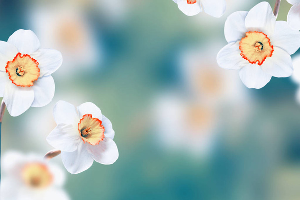 Flores de primavera de narcisos
. - Foto, Imagem