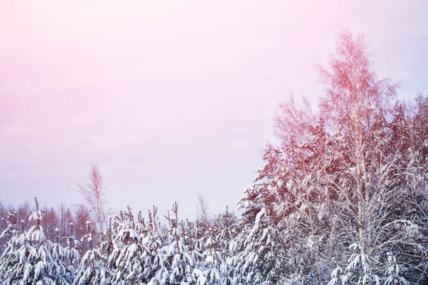  Заморожений зимовий ліс зі сніговими деревами
. - Фото, зображення