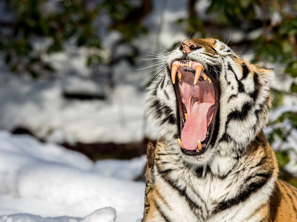 Sibirischer Tiger, Panthera tigris altaica, gähnt mit einem großen offenen Maul, zeigt Zähne und Zähne. Schnee auf dem Boden. Platz für Text auf der linken Seite - Foto, Bild