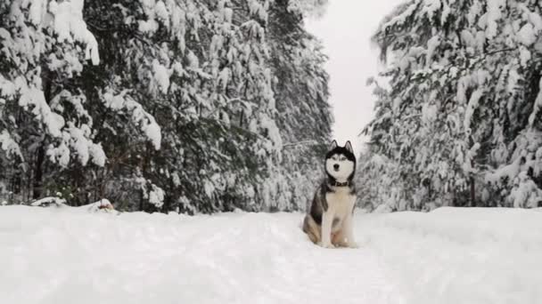 Szibériai husky ül az erdőben, egy utat a téli erdő a háttérben. Az erdő szép téli kutya. - Felvétel, videó
