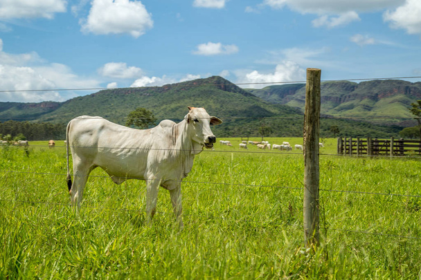 cattle farm montain pecuaria brazil - Photo, Image
