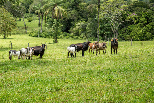 ganadería montain pecuaria brazil
 - Foto, Imagen