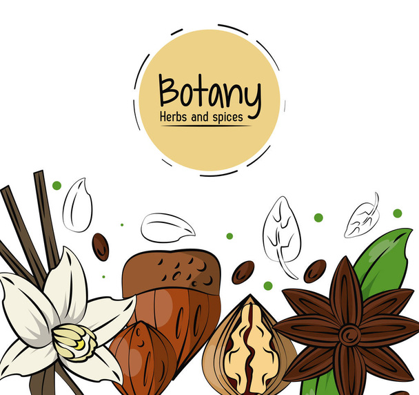 Botaniky byliny a koření - Vektor, obrázek