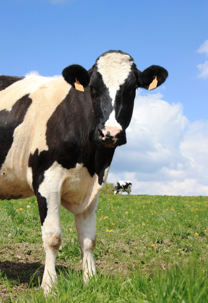 Holstein tejelő tehén 2 - Fotó, kép