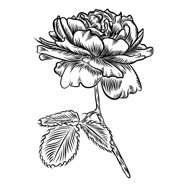 Flowers. Hand drawn rose. Roses for decoration. Vector. - Vettoriali, immagini