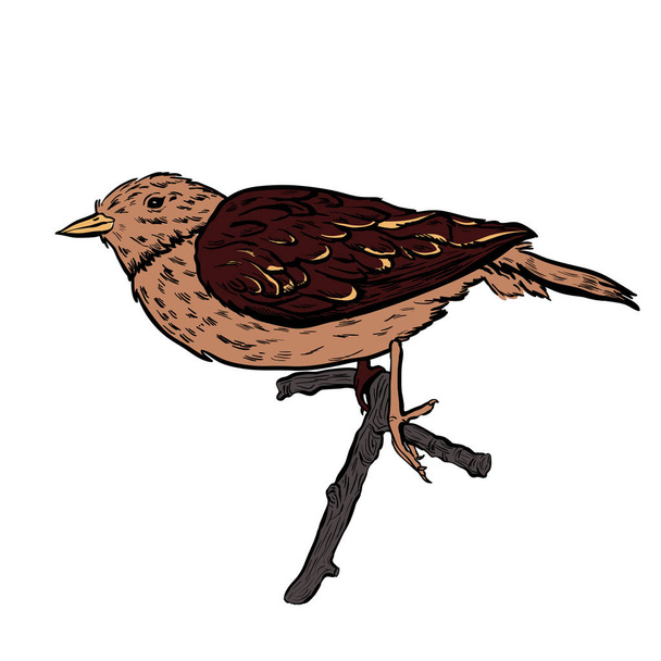 Pájaro vector dibujado a mano en blanco sentado en una rama
 - Vector, imagen