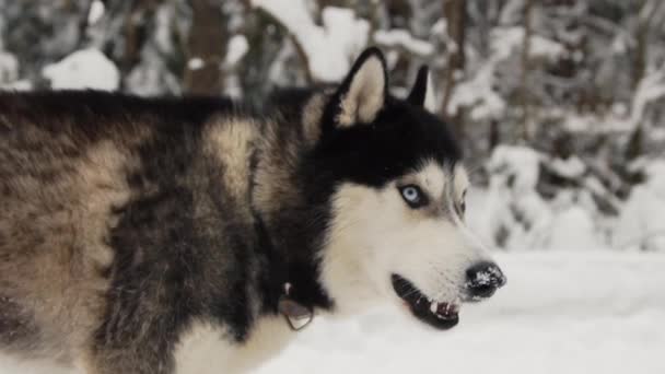 Close-up van een honden gezicht - een Siberische husky met blauwe ogen op zoek direct naar de camera. - Video