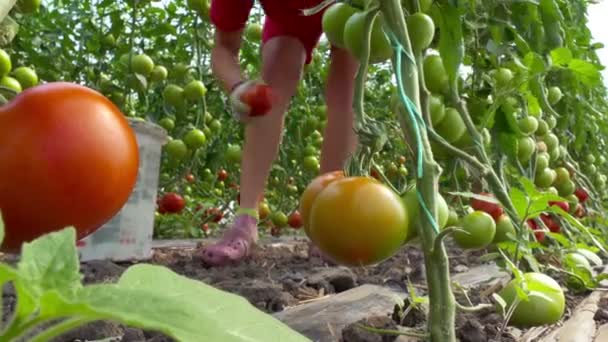 Bir serada organik domates toplama / serada üretilen organik domates toplama - Video, Çekim