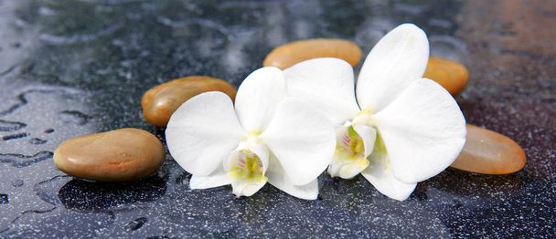 Dos flores de orquídea y piedras de spa
. - Foto, Imagen