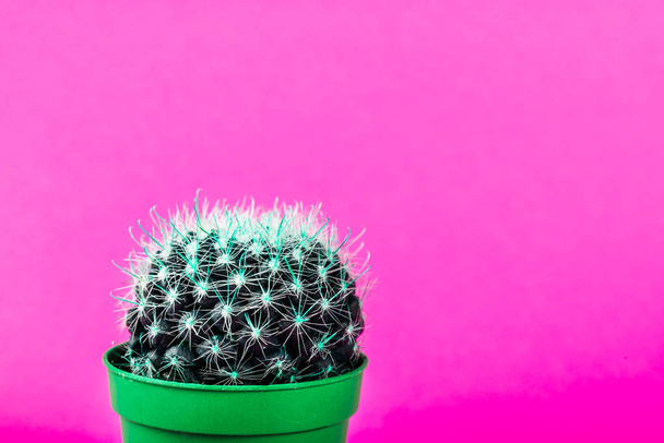Tiny Cactus in the Pot on Bright Neon Background. Imag saturado
 - Foto, imagen