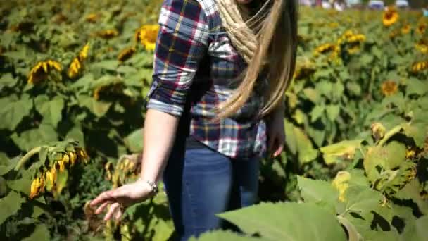 Young woman caresses field of sunflowers in fallOctober 3 2017 - Filmati, video
