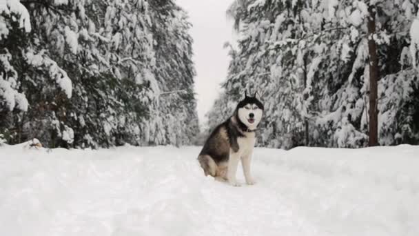 Siberische husky zit in het bos op een pad tegen de achtergrond van een winter forest. Mooie winter hond in het bos. - Video