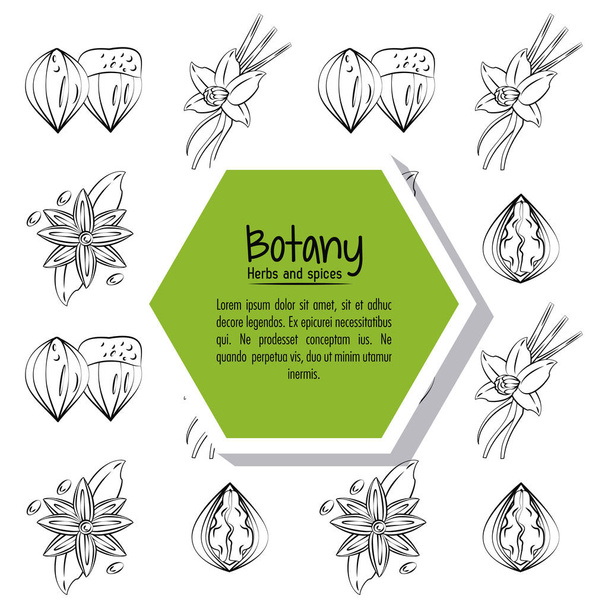 Botany herbs and spices - Vector, Image