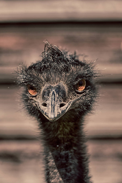 Nahaufnahme Porträt eines australischen Emu-Vogels auf verschwommenem Hintergrund - Foto, Bild