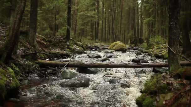 Δάσος, μπροστινή όψη του καταρράκτη με ήχο - Πλάνα, βίντεο