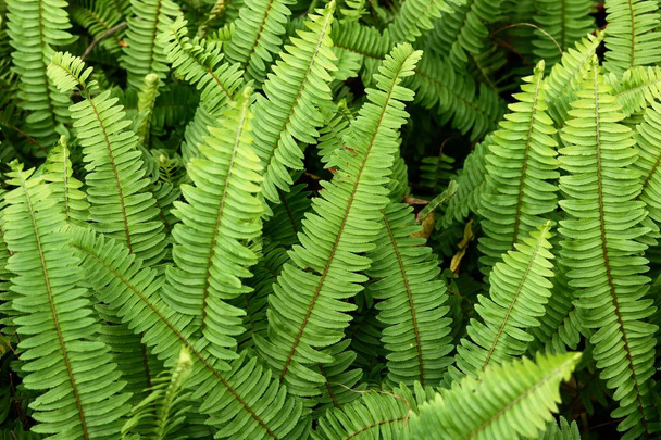 Green fern leaves - Photo, Image