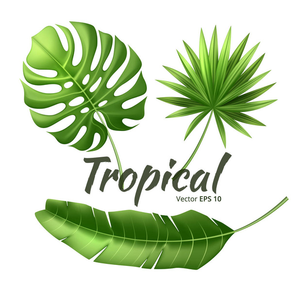 Vector realistic tropical leaves exotic vacation - Διάνυσμα, εικόνα