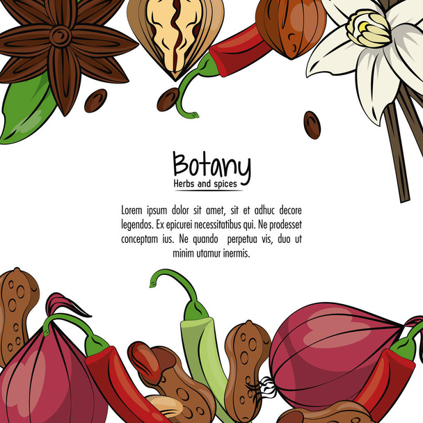 Botany herbs and spices - Vector, Image