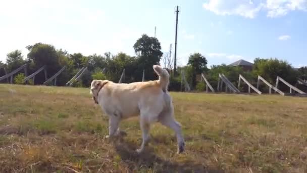 Follow to labrador or golden retriever jogging on the meadow and wagging tail. Beautiful dog walking on the lawn and enjoying nature on a sunny day. Summer landscape at background. Side view Slow mo - Footage, Video