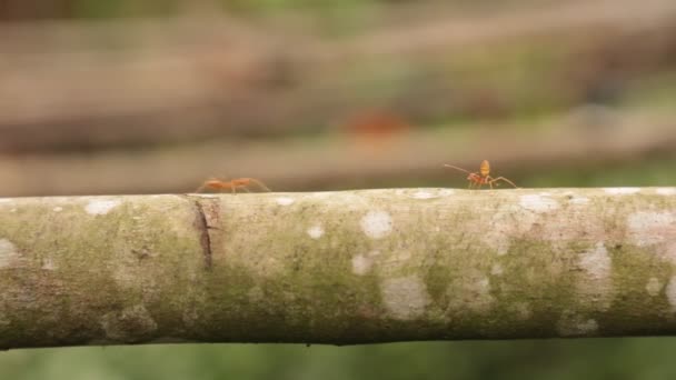 Punainen muurahainen kävelee puun oksan yli hämärtyneellä taustalla, teräväpiirtovideoleike
. - Materiaali, video