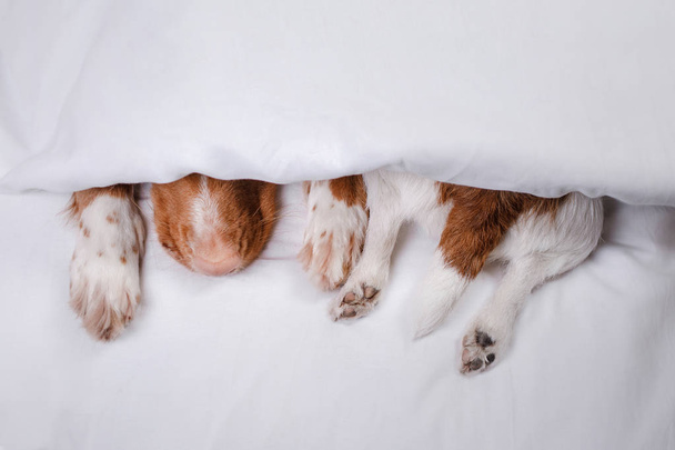 Two dogs under a blanket - Фото, зображення
