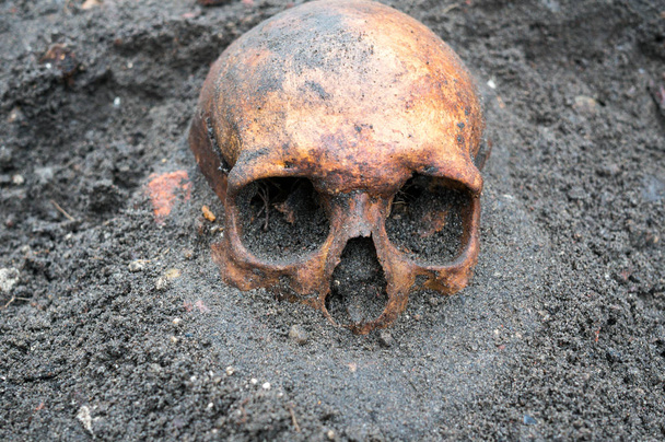 Escavação arqueológica com crânio ainda meio enterrado no chão
 - Foto, Imagem
