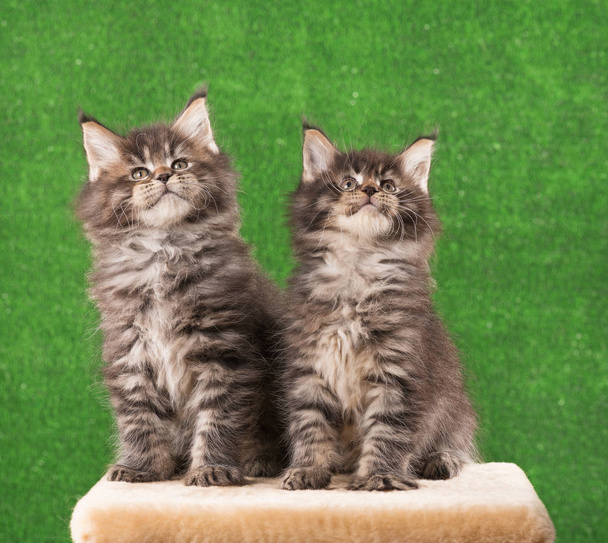 Maine Coon kittens - Фото, зображення