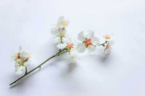 Sprig of flowering almond on a white background. - Photo, Image