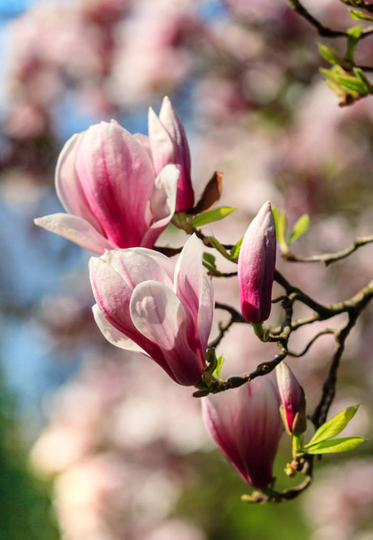 Flor de árbol de magnolia
 - Foto, Imagen