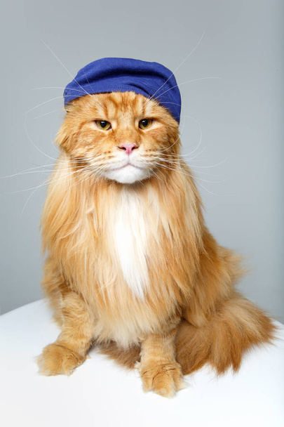 hermosa maine coon gato en sombrero - Foto, imagen