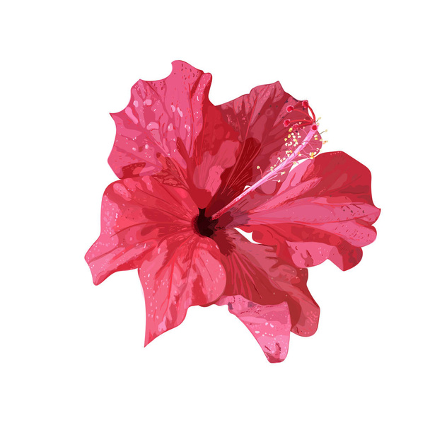Geïsoleerde rode Hibiscus tropische plant. Hand getekende bloem. Vector. - Vector, afbeelding