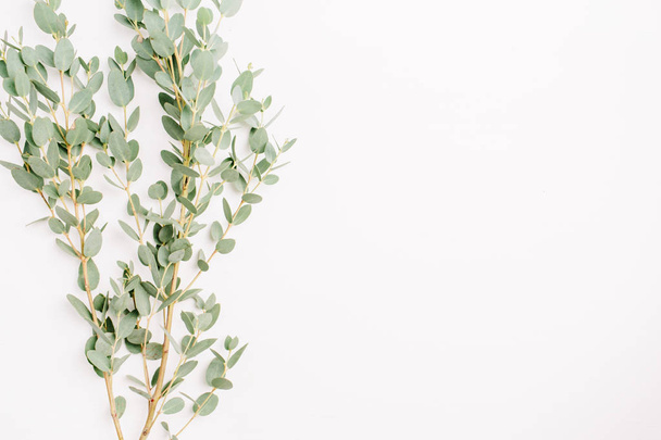 Eucalyptus branch on white. Minimal spring floral background. Flat lay, top view. - Photo, Image