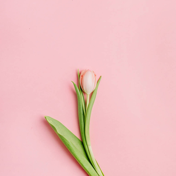 Pink tulip flower on pink background. Flat lay, top view. - Фото, изображение