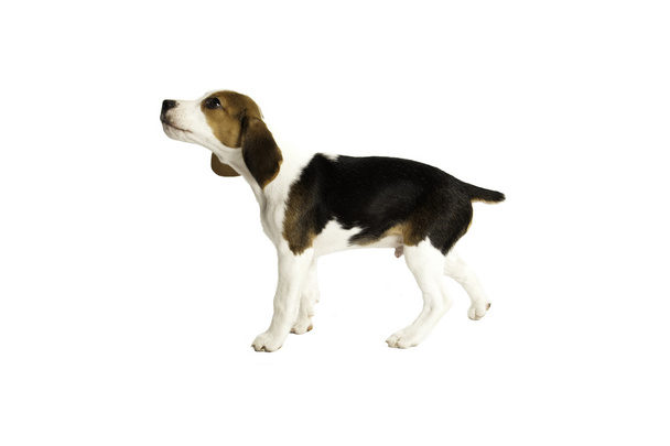 Gelukkig beagle puppy honden - Foto, afbeelding