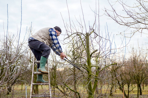 Mezőgazdasági termelő a metszés ágak segítségével hosszú gyümölcsös a gyümölcsfák  - Fotó, kép