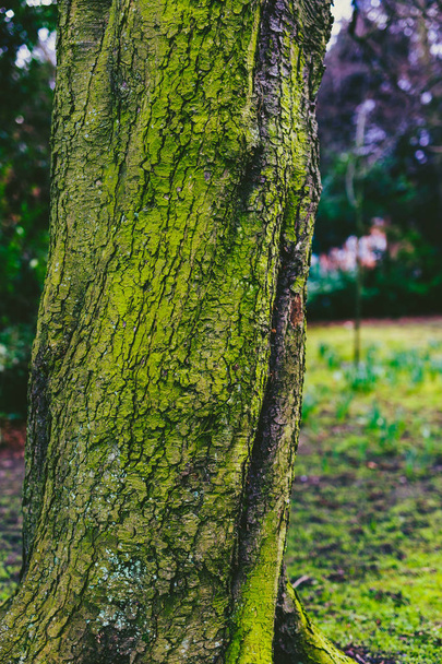 tree trunk covered in intensively green moss - Foto, Imagem