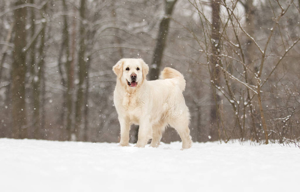 golden retriever dog in winter park - Valokuva, kuva