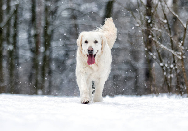 golden retriever dog in winter park - 写真・画像