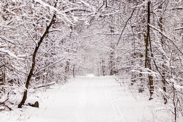 Beautiful winter forest with a beaten path  - Фото, изображение