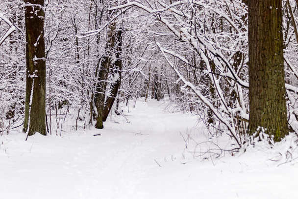 Kaunis talvi metsä lyöty polku
  - Valokuva, kuva