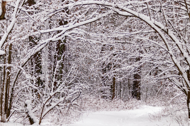 Beautiful winter forest with a beaten path  - Foto, Imagen