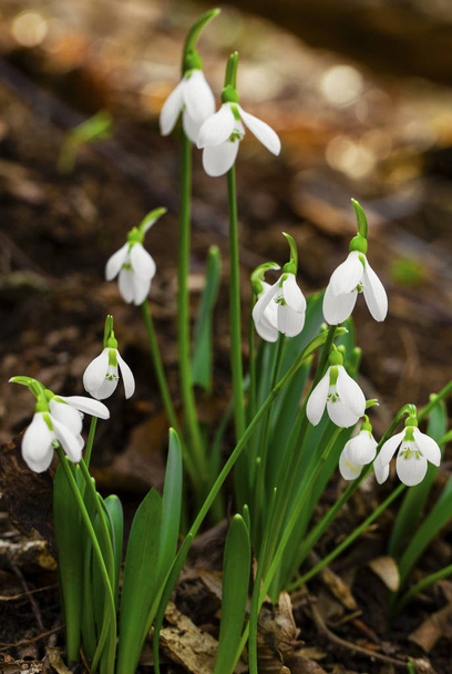Όμορφη λευκόιο closeup λουλούδια - Φωτογραφία, εικόνα