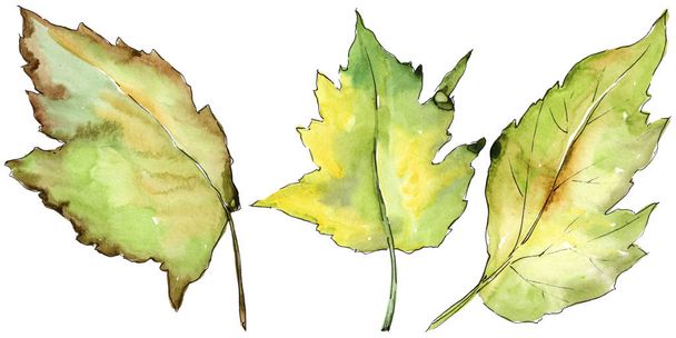Leaves of hawthorn in a watercolor style isolated. - Photo, Image