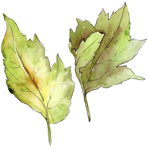 Leaves of hawthorn in a watercolor style isolated. - Foto, imagen