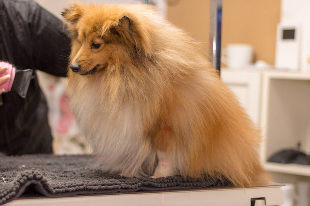 Shetland cane da pastore si siede sul tavolo di un salone per cani
 - Foto, immagini