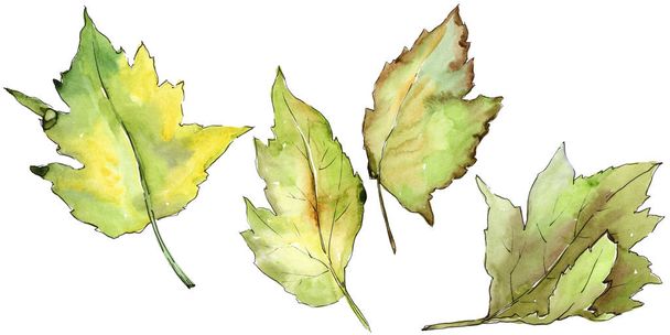 Leaves of hawthorn in a watercolor style isolated. - Zdjęcie, obraz