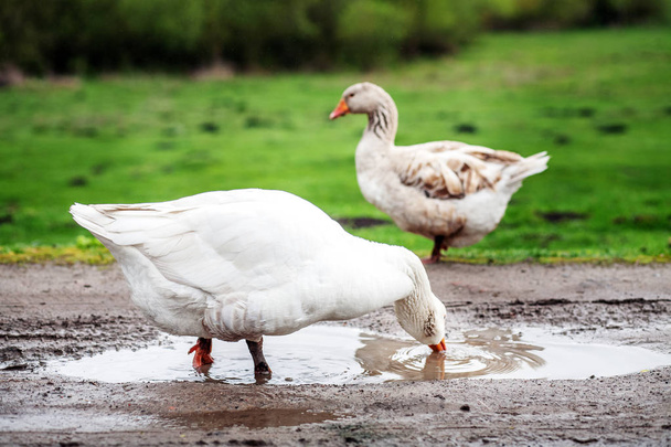 White domestic goose drinking water. - Photo, Image